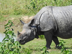 Rhinoceros unicornis