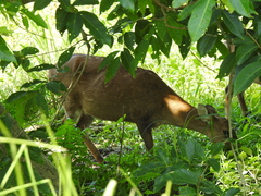 Axis porcinus porcinus