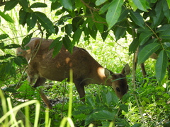 Axis porcinus porcinus