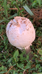 Chlorophyllum molybdites