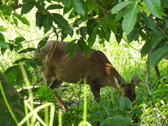 Axis porcinus porcinus
