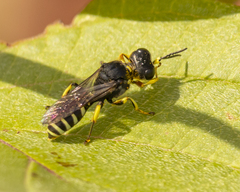 Ectemnius ruficornis