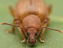 Otiorhynchus rugosostriatus