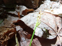 Carex lucorum