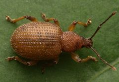 Otiorhynchus rugosostriatus