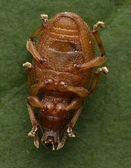 Otiorhynchus rugosostriatus