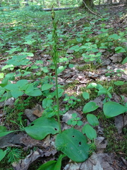 Platanthera hookeri image