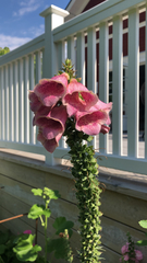 Digitalis purpurea