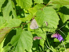 Glaucopsyche lygdamus image