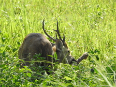 Axis porcinus porcinus