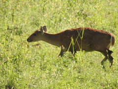 Axis porcinus