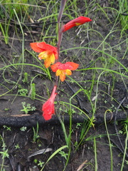 Gladiolus overbergensis