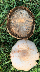 Chlorophyllum molybdites