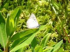 Tharsalea epixanthe phaedra