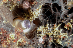 Asterocarpa coerulea