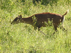 Axis porcinus