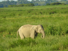 Elephas maximus indicus