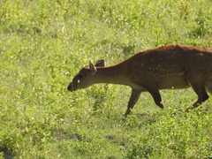 Axis porcinus
