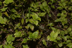 Callisia repens