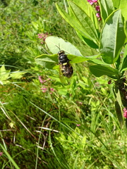 Stratiomys badia