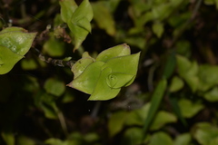 Callisia repens