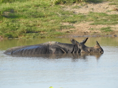 Rhinoceros unicornis
