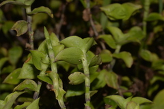 Callisia repens
