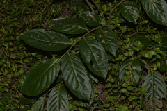 Glochidion sumatranum