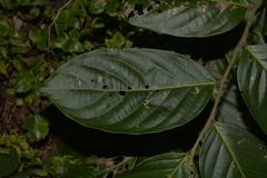 Glochidion sumatranum