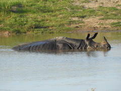 Rhinoceros unicornis