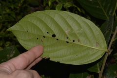 Glochidion sumatranum