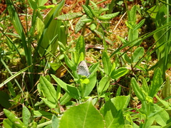 Tharsalea epixanthe phaedra