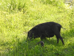Sus scrofa