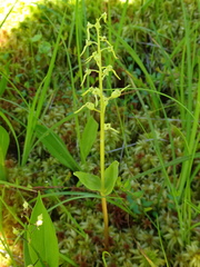 Neottia bifolia