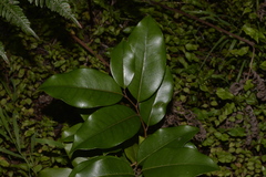Mischocarpus pyriformis