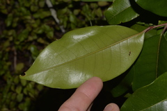 Mischocarpus pyriformis