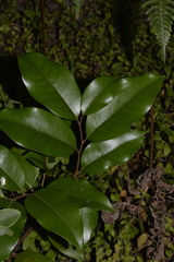 Mischocarpus pyriformis