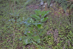 Mischocarpus pyriformis
