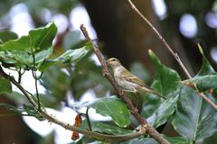 Phylloscopus plumbeitarsus