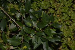 Elaeocarpus obovatus