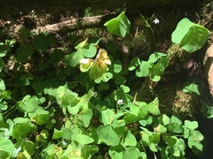 Oxalis