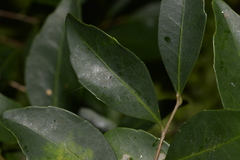 Elaeocarpus obovatus