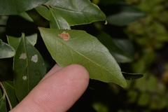 Elaeocarpus obovatus
