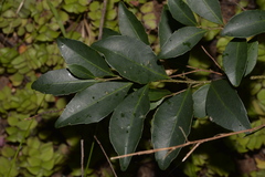 Elaeocarpus obovatus