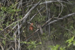 Taccocua leschenaultii