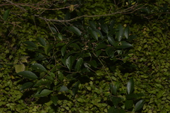 Elaeocarpus obovatus