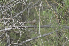 Taccocua leschenaultii