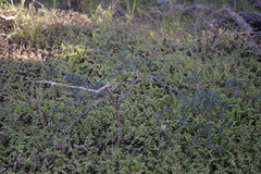 Elaeocarpus obovatus