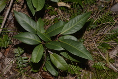 Rhodomyrtus psidioides