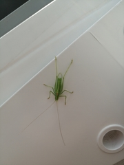 Meconema meridionale